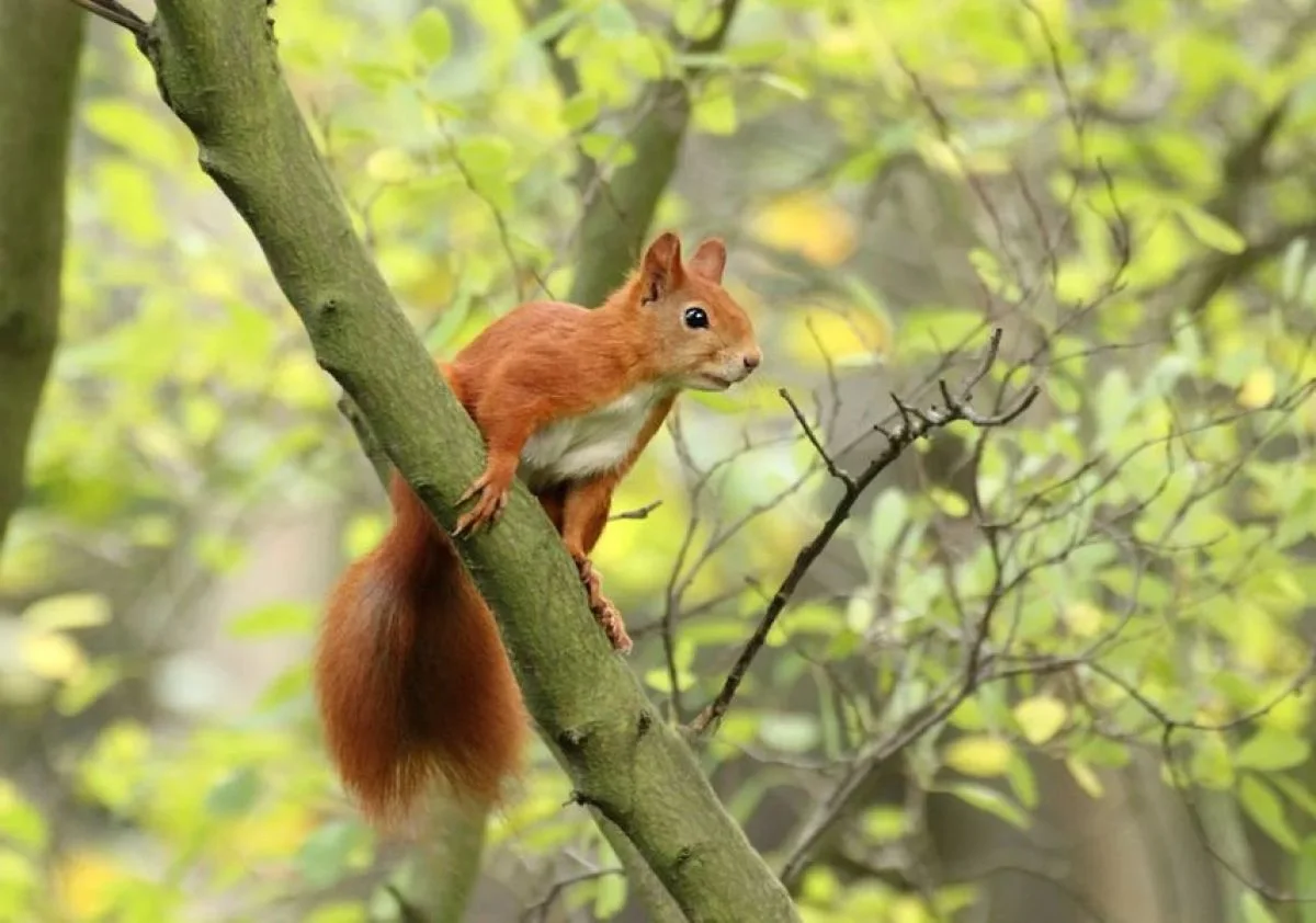 Афиша: Зелёная память: история Ботанического сада Калининграда