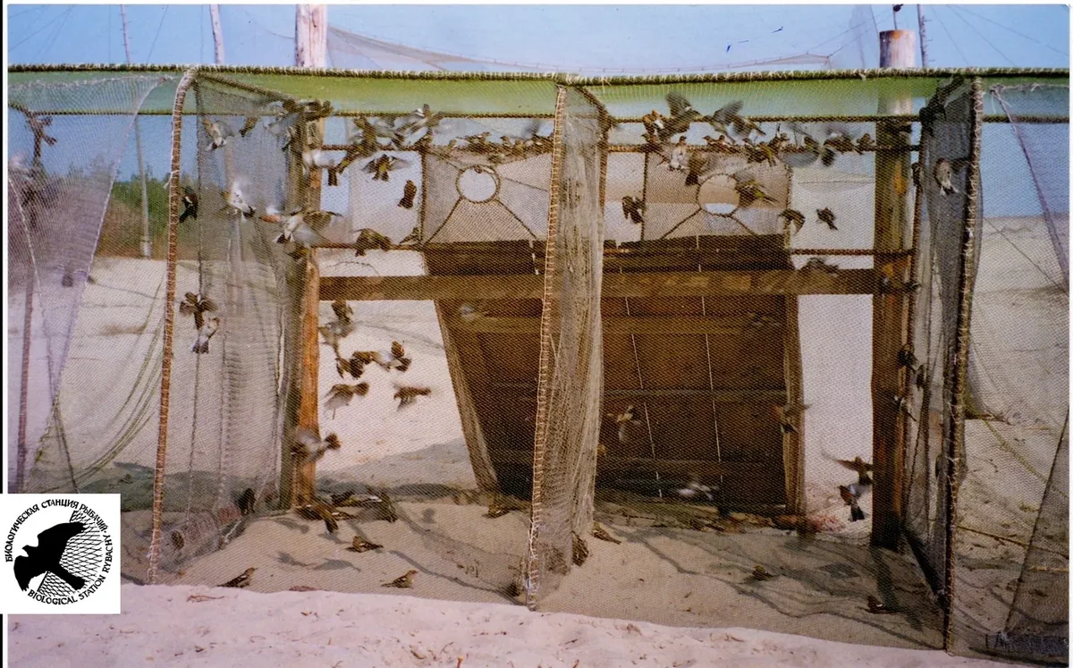 Афиша: Люди, которых унесли птицы (Биостанция Рыбачий в советское время)