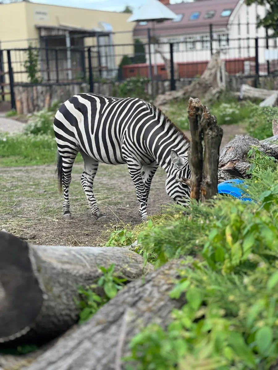 Афиша: Право на существование: зоопарки в современном мире. Перспективы развития Калининградского зоопарка