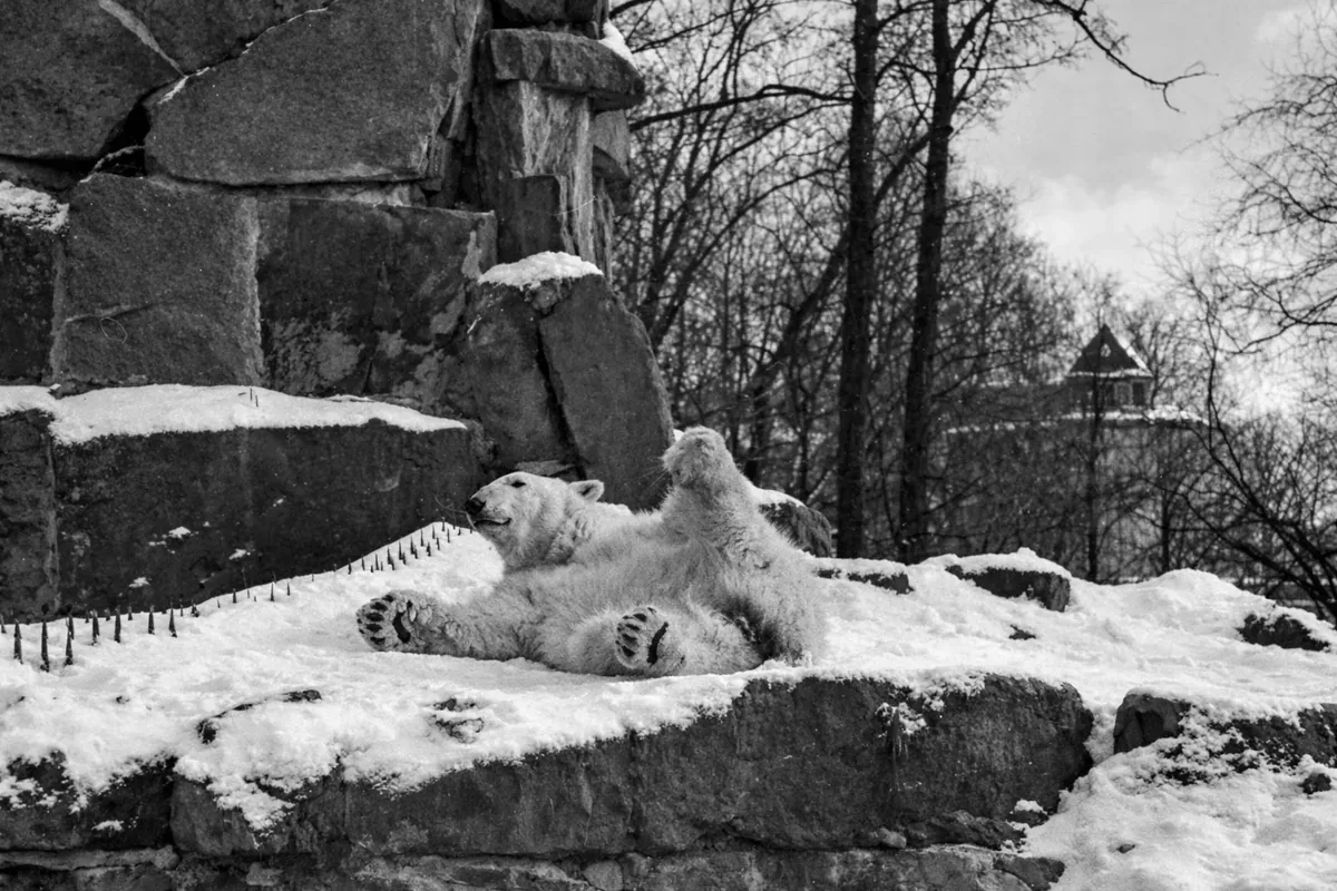 Афиша: Зоопарку — быть! Зоопарк — трофей 1945 года и один из первых очагов мирной жизни в Калининграде